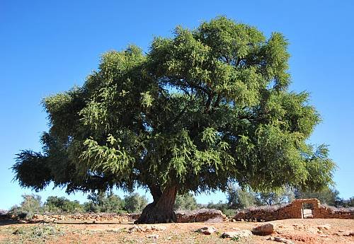 L’arganier, l’or vert du Maroc